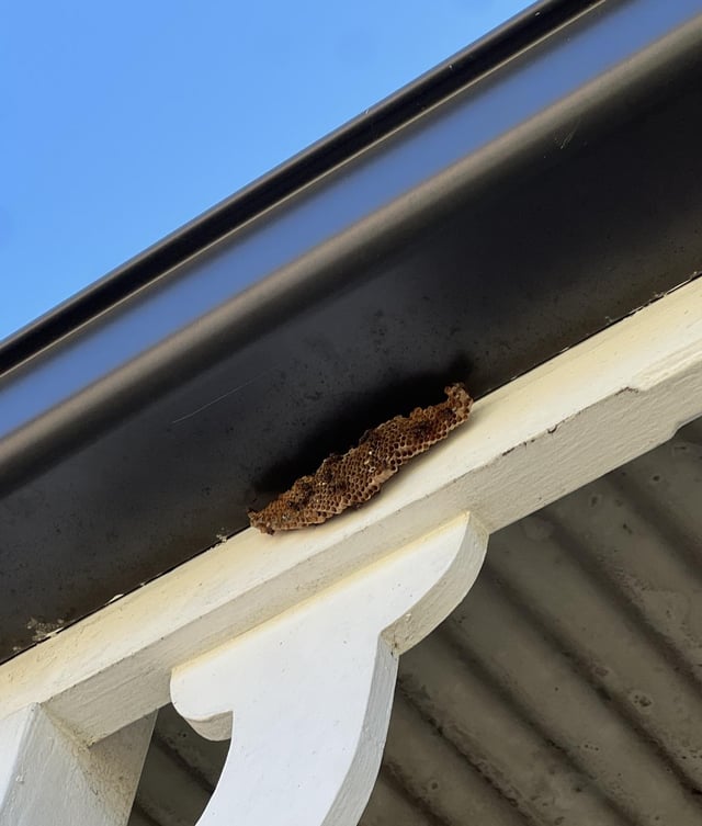 Is this a wasp hive?