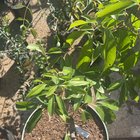 Brown leaves on Lychee