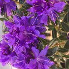 Some blossoms from our gardens.