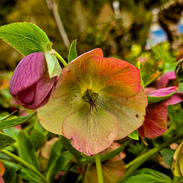 The colors are so brilliant on these flowers – Reddit Post