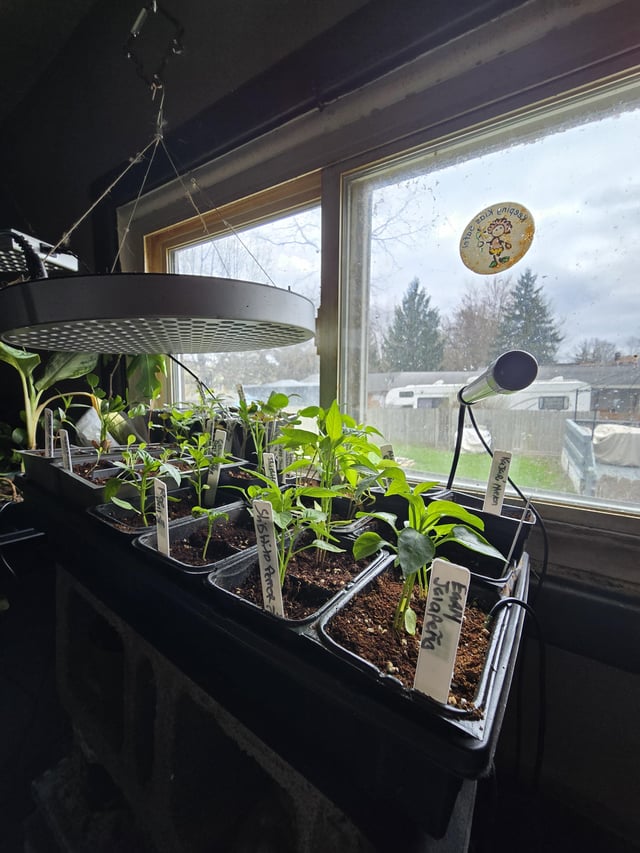 I started everything from seed this year. – Reddit Post