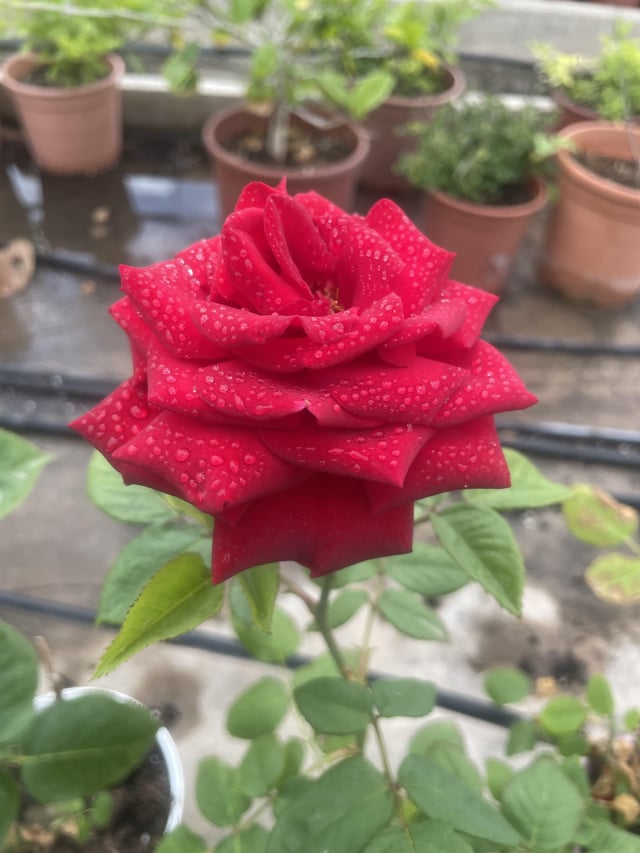 My rose – Reddit Post