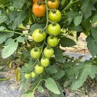 My first time successfully growing tomatoes – Reddit Post