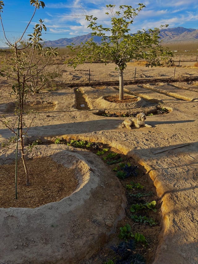 The garden is finally taking shape! – Reddit Post