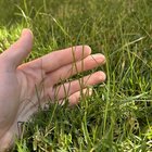 Help identifying weed