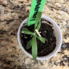 Mealybugs on one seedling – Am I Doomed?