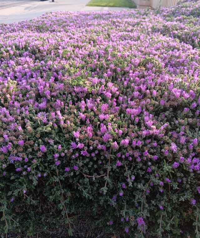 What are these called? – Reddit Post
