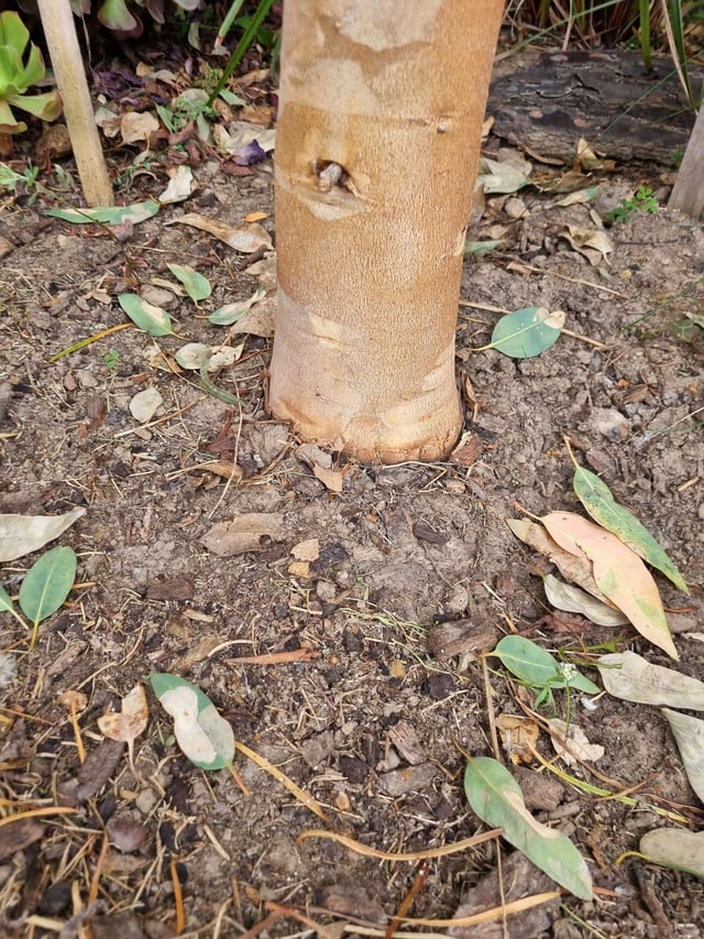 Gum Tree Help, Attacked by Something