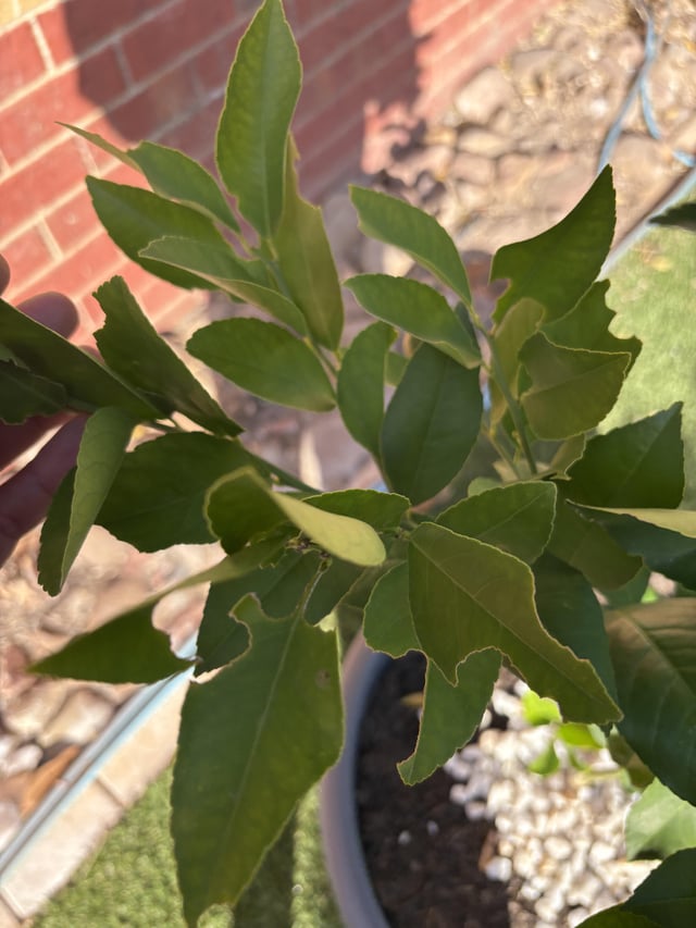 What’s happening with my potted lemon tree?