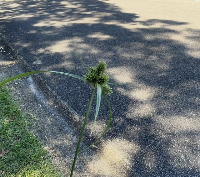What is this weed invading my lawn?