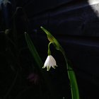Enjoying the bulbs in my garden – Reddit Post