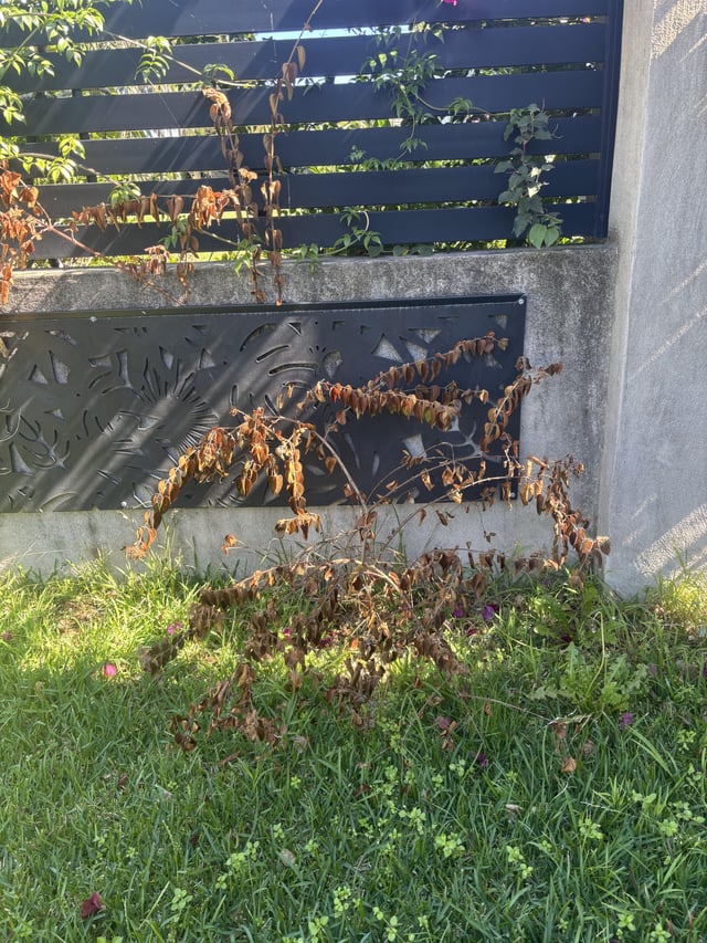What killed my star jasmine?