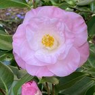 My camellias are in bloom 🤩 – Reddit Post