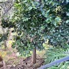 Tree identification, Northern beaches Sydney