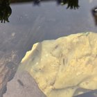 Help! What ae these in my pond? Very difficult to get a good photo!