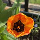 On a whim at Lowe’s I bought yellow tulips before they had any buds and got this color. I like these a lot!! 🧡💛😍 – Reddit Post