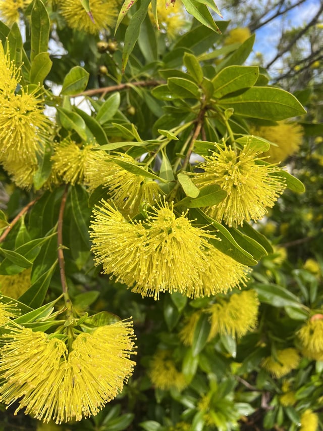 Plant id for lorikeet attractor