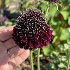 I’m so proud of my black knight scabiosas this year! They’re getting so big! – Reddit Post