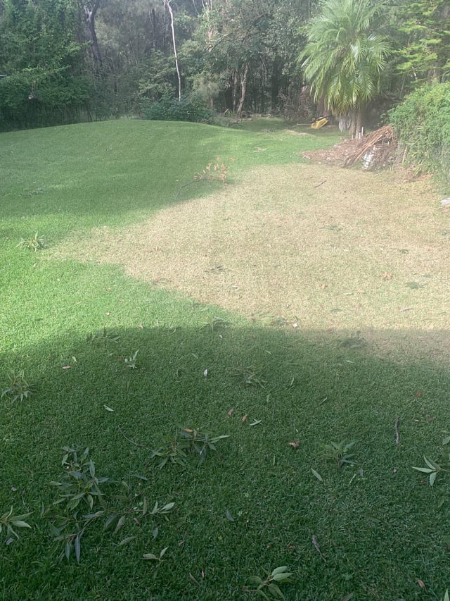 What is killing my grass?