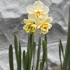 An update on our 1000+ bulbs – Reddit Post