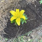 My Easter Lillies are looking great!! – Reddit Post