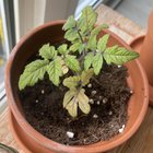 Vilma tomatoes not happy after repotting