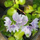 This is my mom’s flower and look how beautiful it is. – Reddit Post
