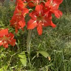 I did not plant these, but here they are in my backyard?? – Reddit Post