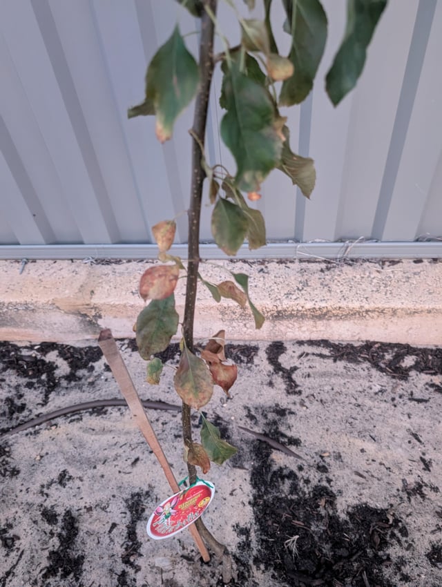 Dwarf pinkabelle leaves browning?