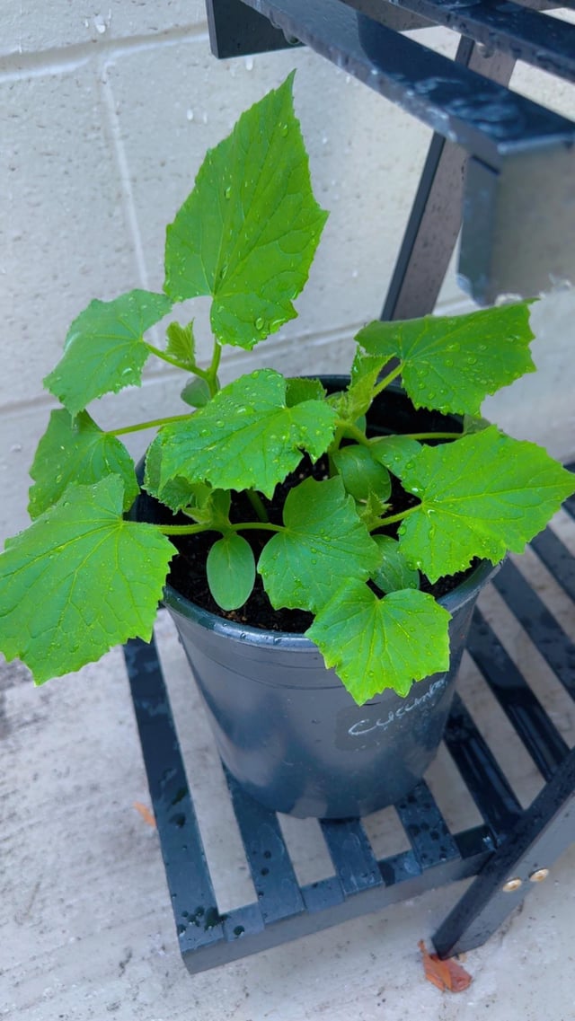My cucumber 🥒 plant is just flourishing beautifully 🥰 – Reddit Post