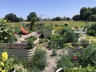 Chaos Gardening – Reddit Post
