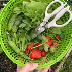Today’s garden Haul 🍓 – Reddit Post