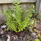 Hope I’m not too late to share my ferns!