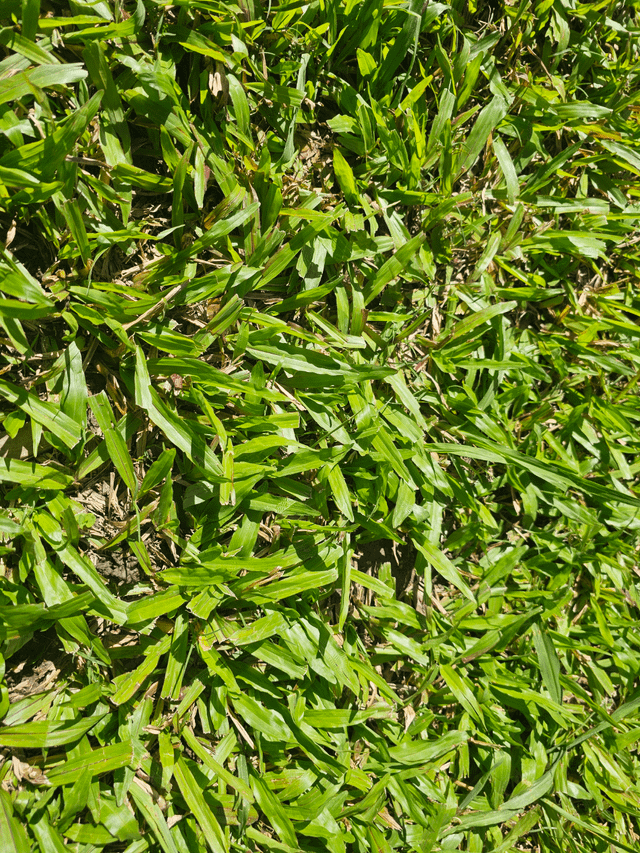 Weed for grass located SE QLD
