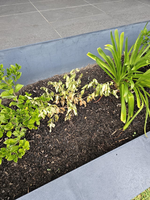 Gardenia sudden wilting