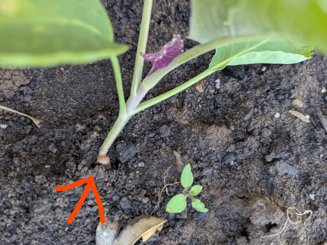 Cut worms? What is eating these stems?