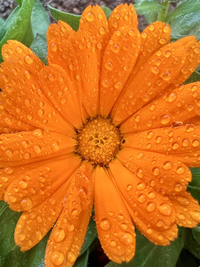 Pot marigold after heavy rainfall🌼🌦️ – Reddit Post