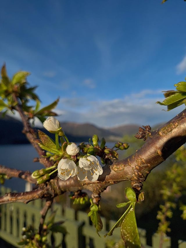 Cherries blooming at 62°N – Reddit Post
