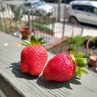 First fully ripe strawberries of the year! – Reddit Post