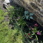 Planted my first flower garden with my mum while she visited from Canada, not sure what we planted