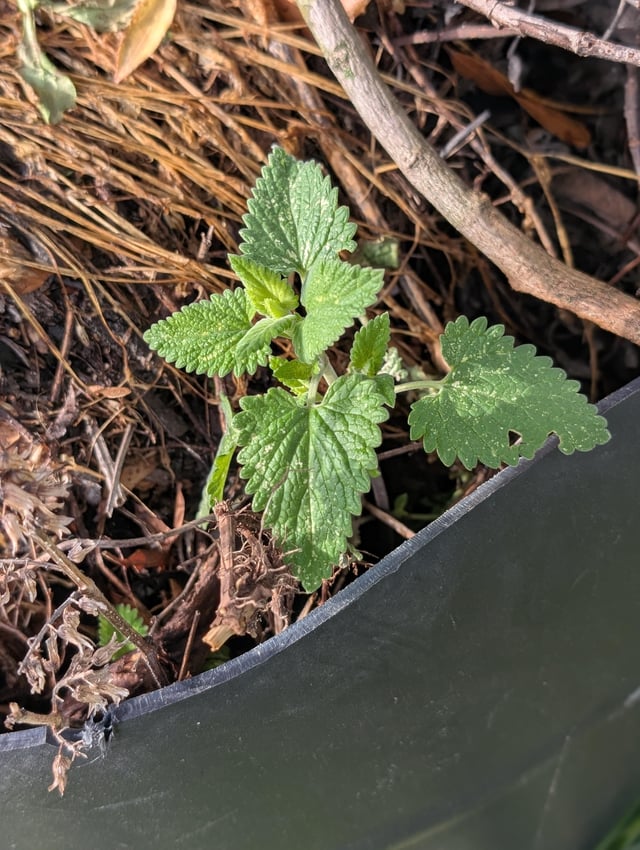 Oh so it likes the compost bin and being ignored – Reddit Post
