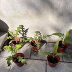 Are these ready to plant?