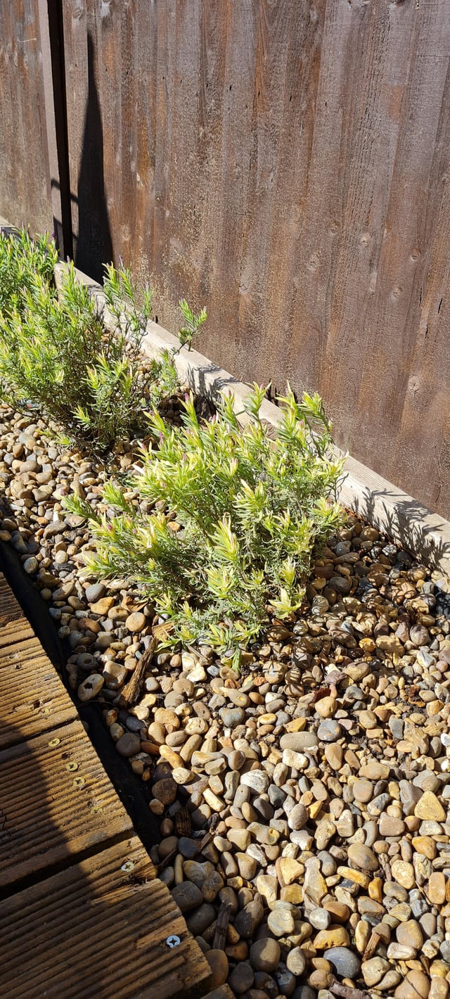 Is this normal? They seem very yellow. I water every day. Deep soil. South facing garden.