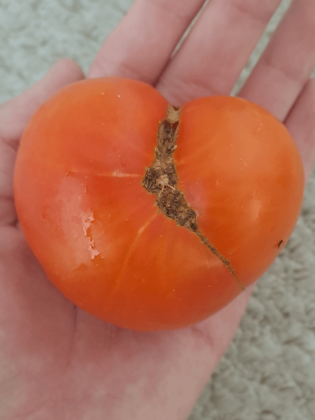 Found a heart shaped tomato in my garden! – Reddit Post