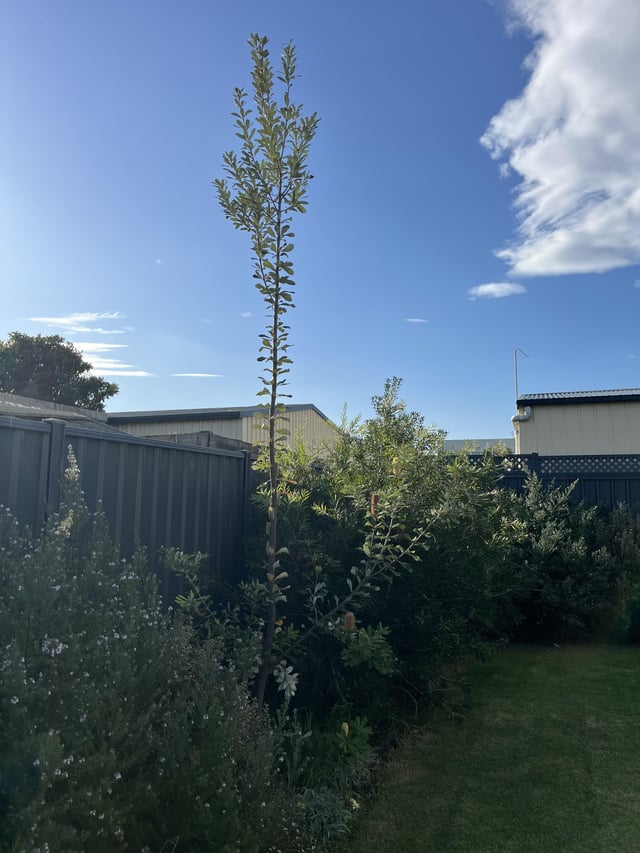 Coastal Banksia growing really high with out filling out to the sides