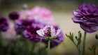 Captured this Ranunculus in full bloom – Reddit Post