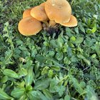 Can anyone help identify this fungi growing rampant across my backyard?