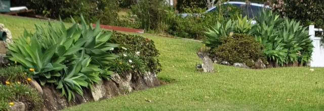 Are these agave?