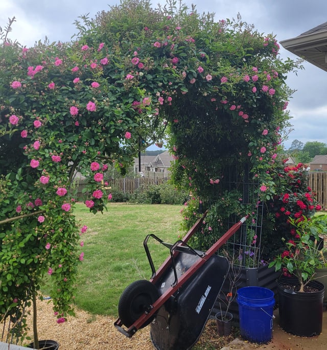 Turning my backyard into a fairytale little by little – Reddit Post