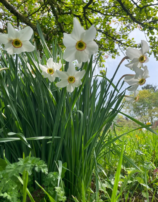 The scent of my poeticus recurvus narcissus is absolutely crazy – Reddit Post